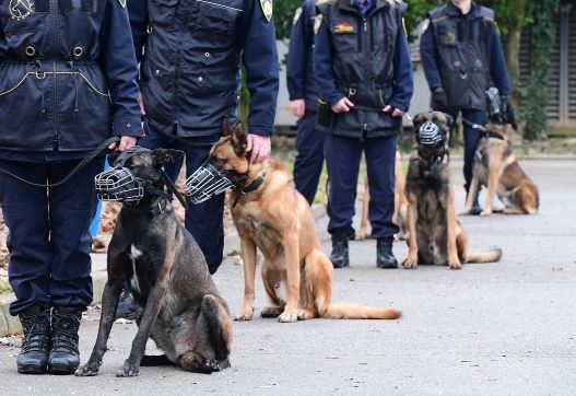Seat Leon je novi policijski izbor za prijevoz službenih pasa za potrebe zaštite EU granica 27